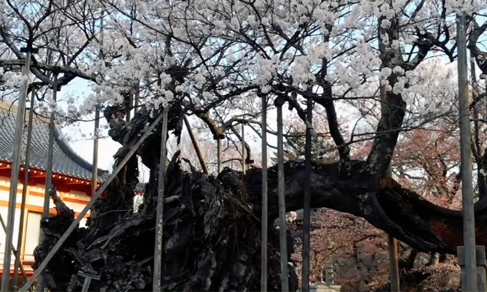 le plus vieux cerisier japonais Jindai Zakura