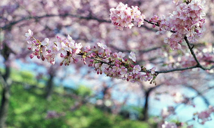 cerisier en fleur au japon