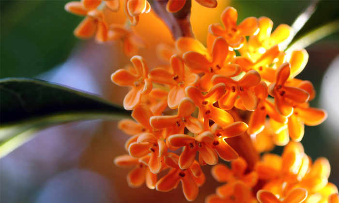 fleurs Osmanthus