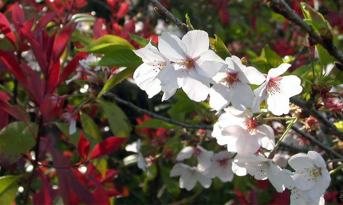 fleurs japonaises