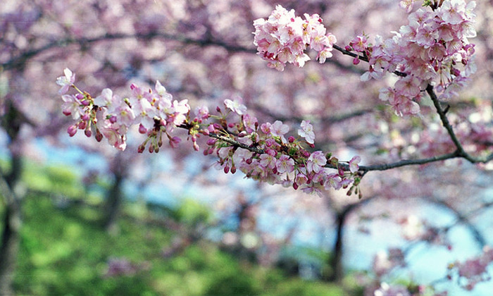 fleurs sakura