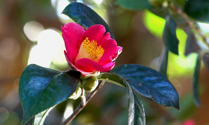 fleurs tsubaki