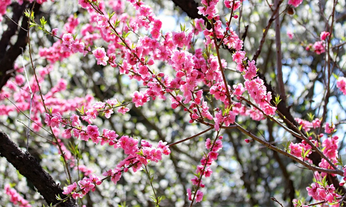 fleurs ume