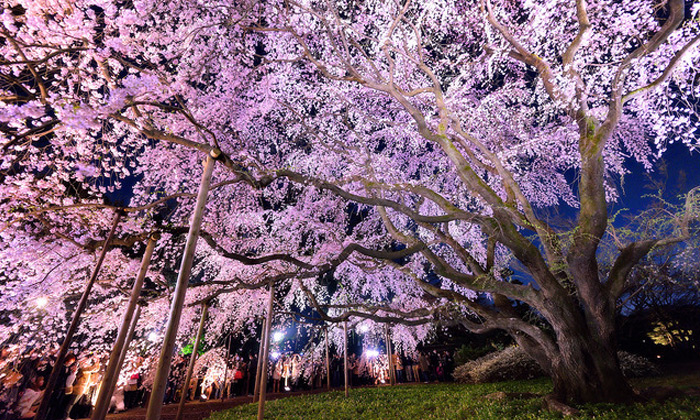 floraison sakura au Japon