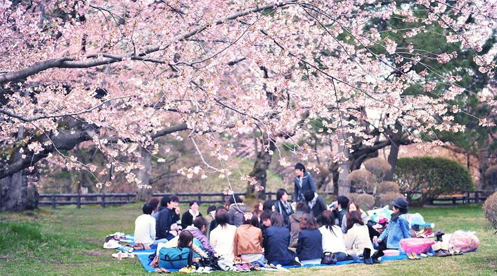 ohanami cerisier en fleurs