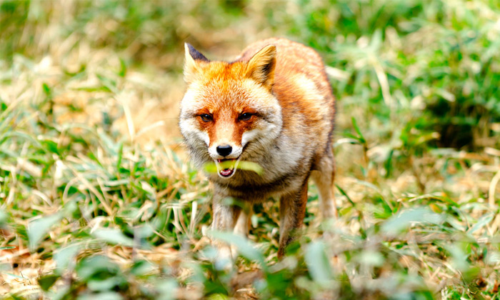 renard japonais